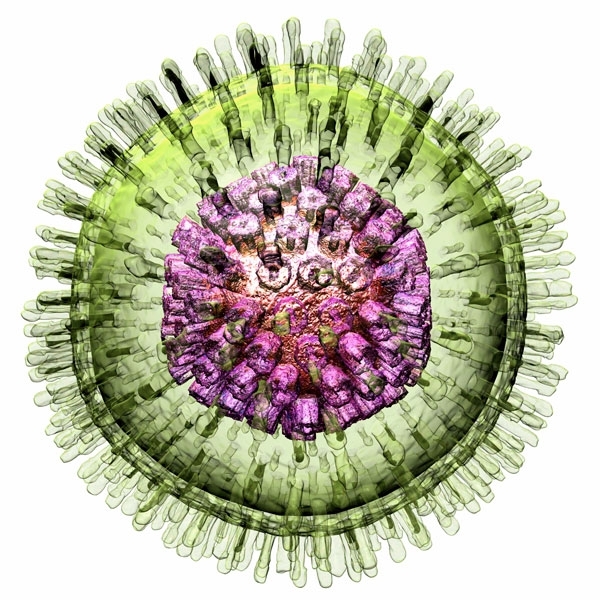 MT Feb 2014 Herpes simplex virus model