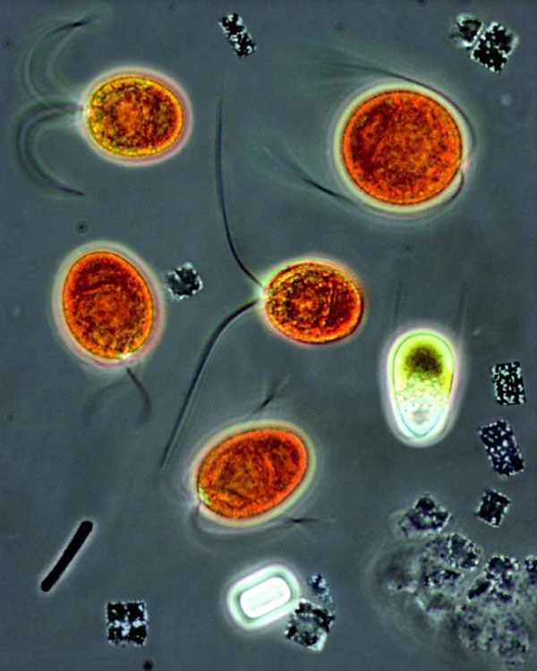 Halobacterium