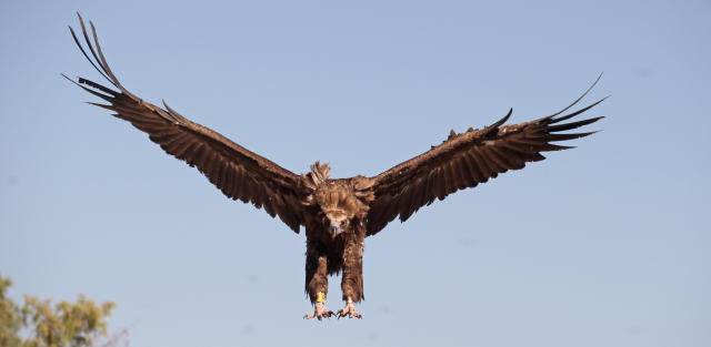 cinerous vulture.jpg