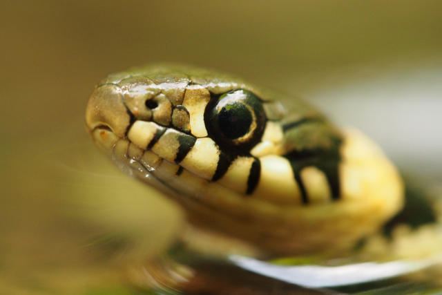 grass-snake-2_credit-mihai-leu.jpg