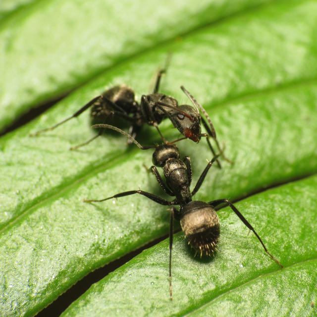 Carpenter Ants.jpg