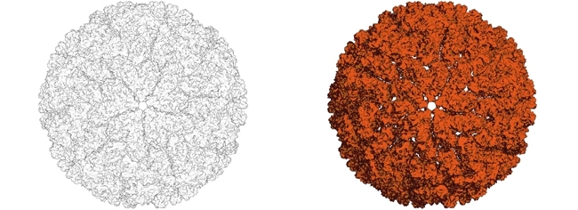 MT Feb 16 mycoviruses RNA genome