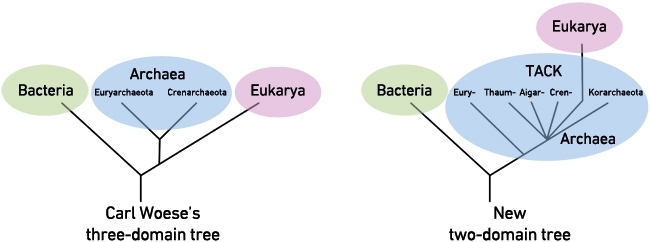 Uncovering Life's Third Domain: The Discovery of Archaea, Exhibits