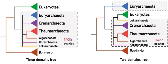 What are the 3 domains of life and their characteristics? Three Domain  Classification by Carl Woese