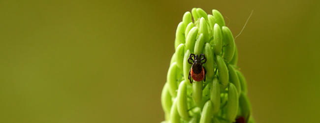 Ixodes ricinus tick on a plant.