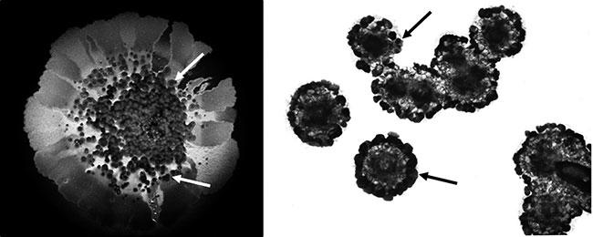 MT-May-18-Buidling-Bacterial-Bridges-Figure-1.jpg