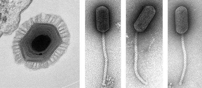 MT-Feb-18-virus-taxonomy-large.jpg