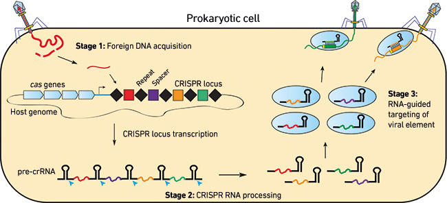 MT-Aug-17-CRISPR-fig1.jpg
