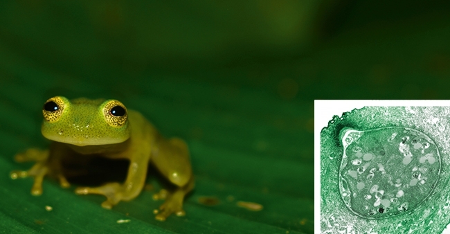 MT Nov 16 amphibian glass frog