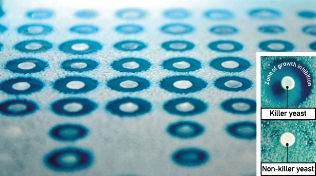 MT Feb 16 mycoviruses circular colonies