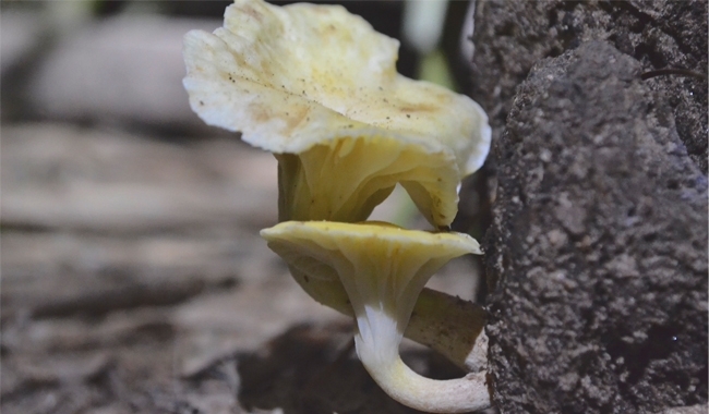 MT Aug 15 fungal bioluminescence normal