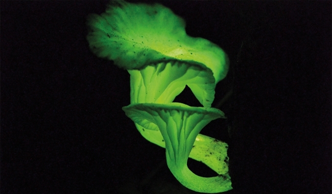 MT Aug 15 fungal bioluminescence glow comparison