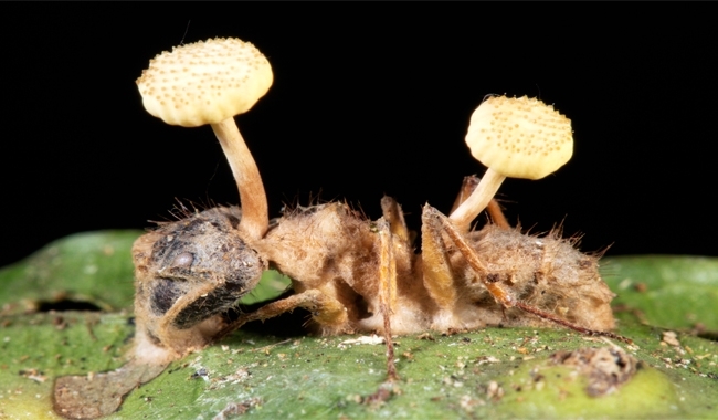 MT Feb 15 ant brains fungus fruiting body cordyceps