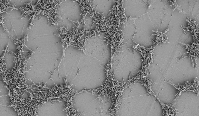 MT Nov 15 campylobacter biofilm plastic surface large