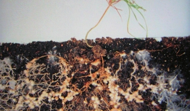 MT May 15 earths living soils scots pine seedling