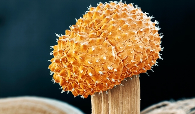 MT Feb 15 ergot fruiting body