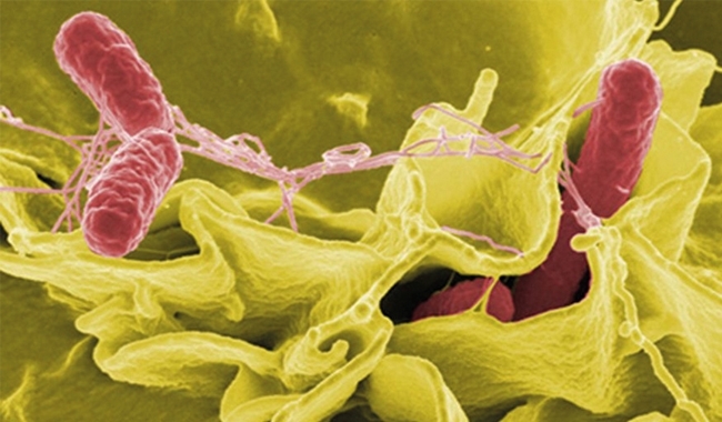 MT Feb 15 conferences salmonella