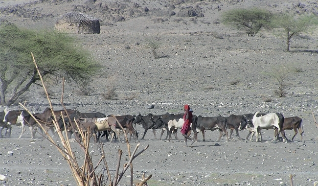 MT Nov 15 endemic diseases herding cattle 1