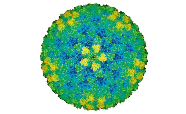 MT Nov 16 bluetongue virus 1