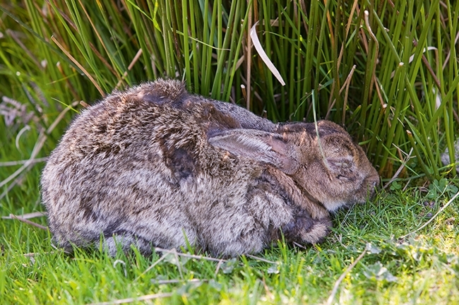 MT Nov 16 schoolzone rabbit