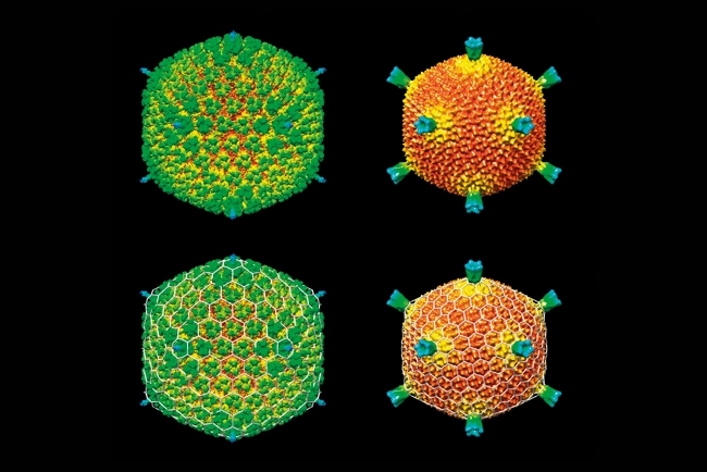 MT May 16 viruses alive adenovirus