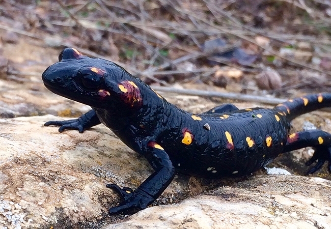 MT Nov 16 amphibian fire salamander 1