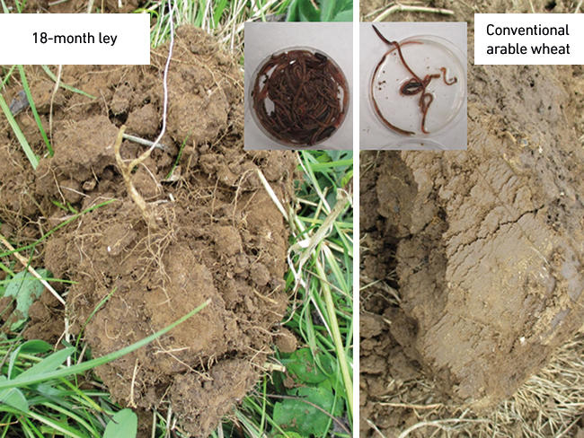 MT-May-17-nutrient-cycling-soils.jpg
