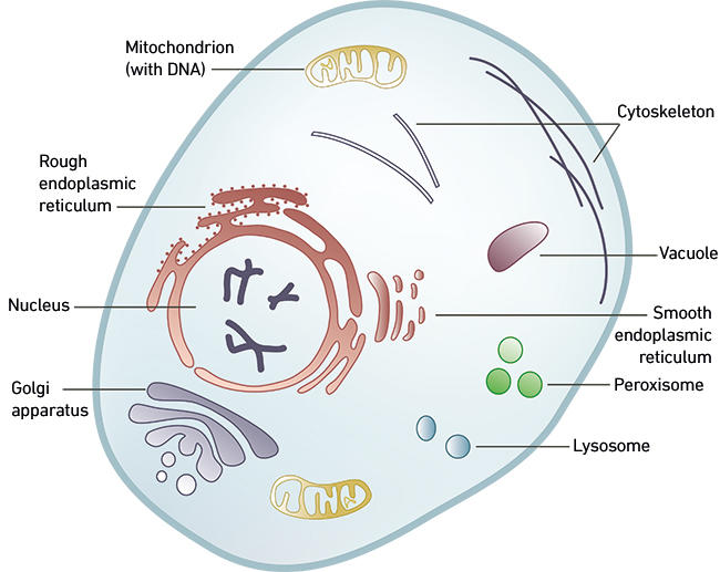 MT-Aug-17-symbiosis-fig1.jpg