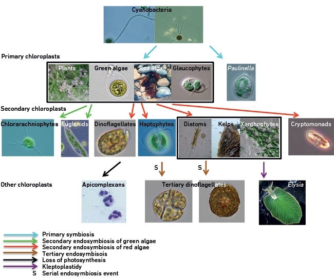 MT Aug 15 origins of chloroplasts diversity of eukaryotes