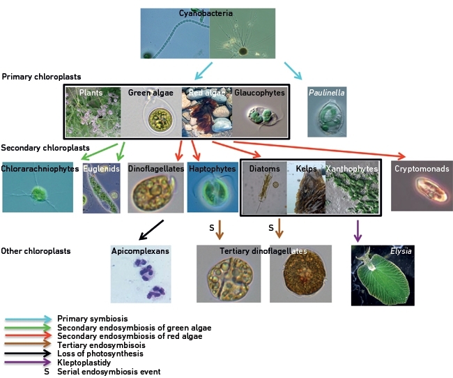 Going green through co-operation: the origins of chloroplasts