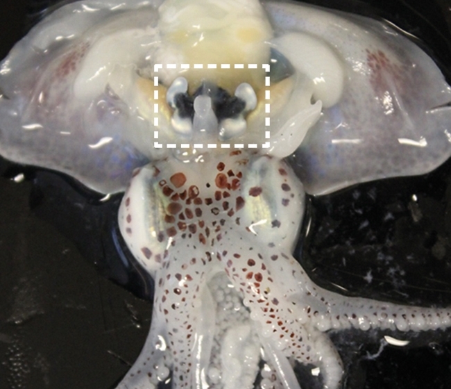 MT Aug 15 squid vibrio symbiosis dissection