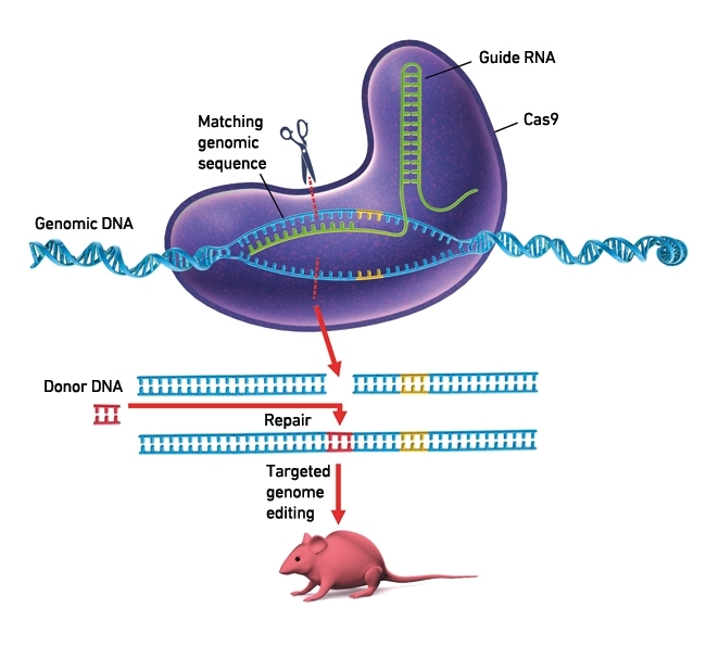 MT Aug 16 CRISPR Cas diagram