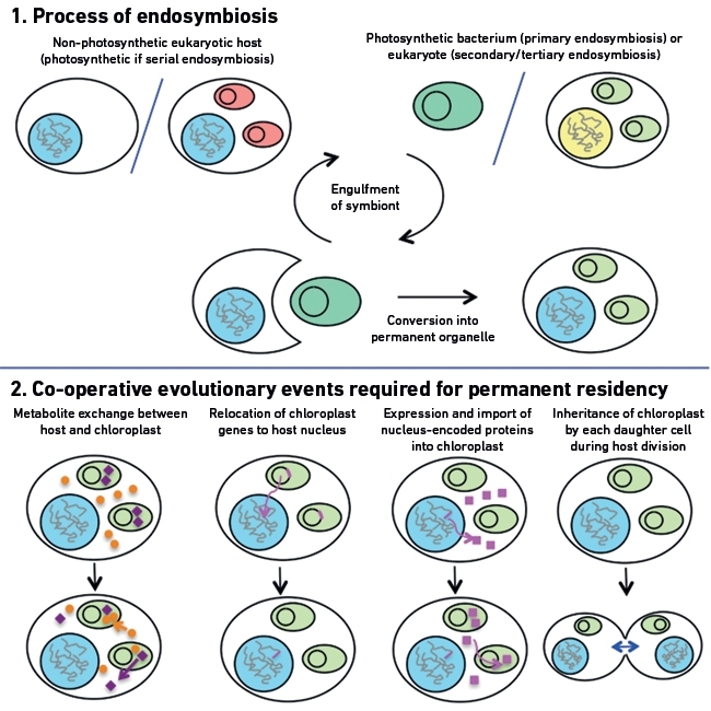 MT Aug 15 origins of chloroplasts endosymbiotic evolution