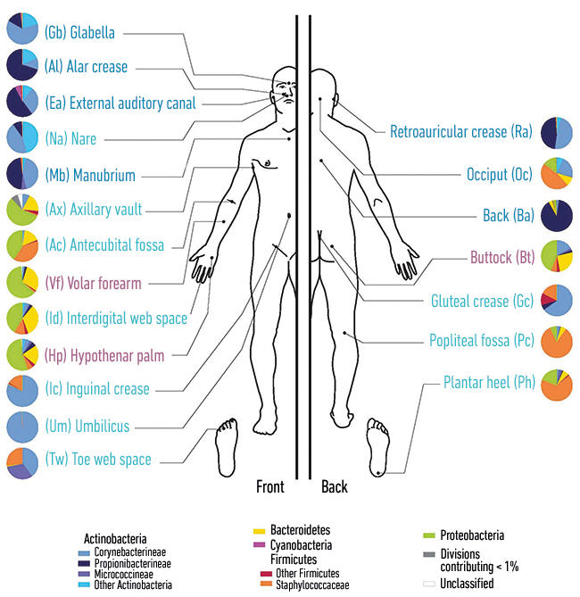 MT-May-17-chronic-wound-skin-diagram.jpg