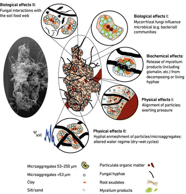 MT-May-17-nutrient-cycling-mycorrhizas-structure.jpg