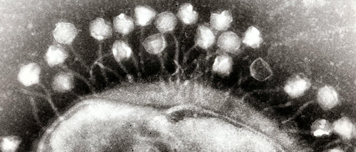 Phage.jpg