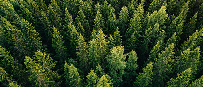 Pine forest.jpg