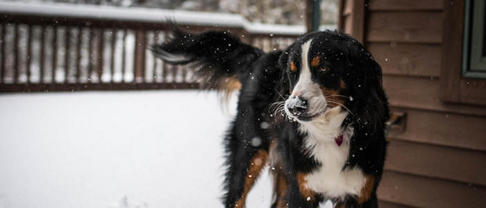 Bermese Mountain Dog .jpg