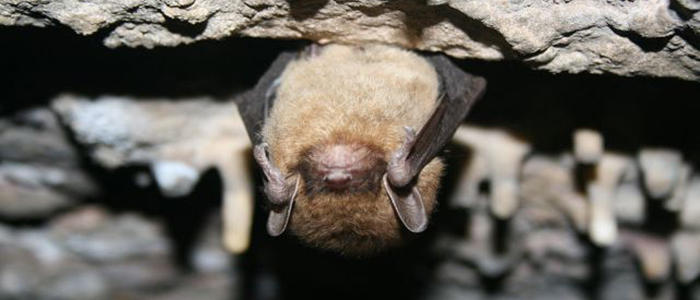 little-brown-bat 700.jpg