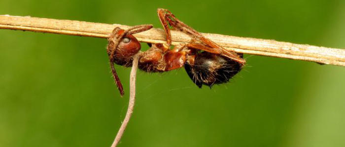 Dead ant .jpg