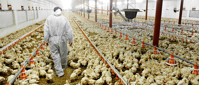 Poultry Farming.jpg