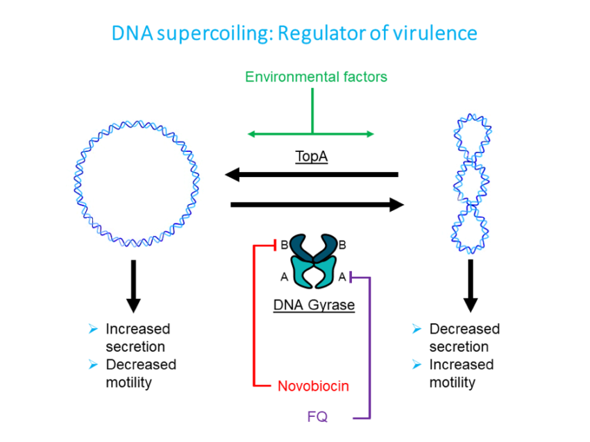 DNA-illustration.png 1