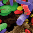 Faecal-bacteria.jpg