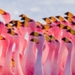 MT Feb 2014 Flamingos