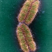 MT-Nov-17-genome-editing-chromosome.jpg