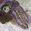 MT Aug 2015 squid vibrio symbiosis E. scolopes