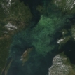 MT Nov 2014 algal bloom Baltic