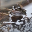 MT Nov 2016 amphibian common frog 1