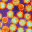 Simian-rotavirus.jpg