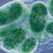 MT Aug 2015 origins of choroplasts glaucocystis